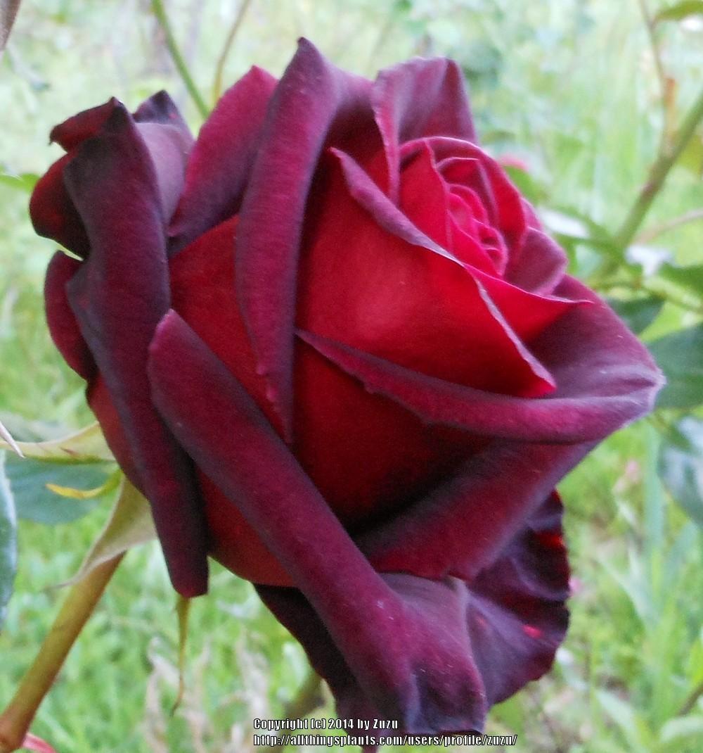 Photo of Rose (Rosa 'Black Baccara') uploaded by zuzu