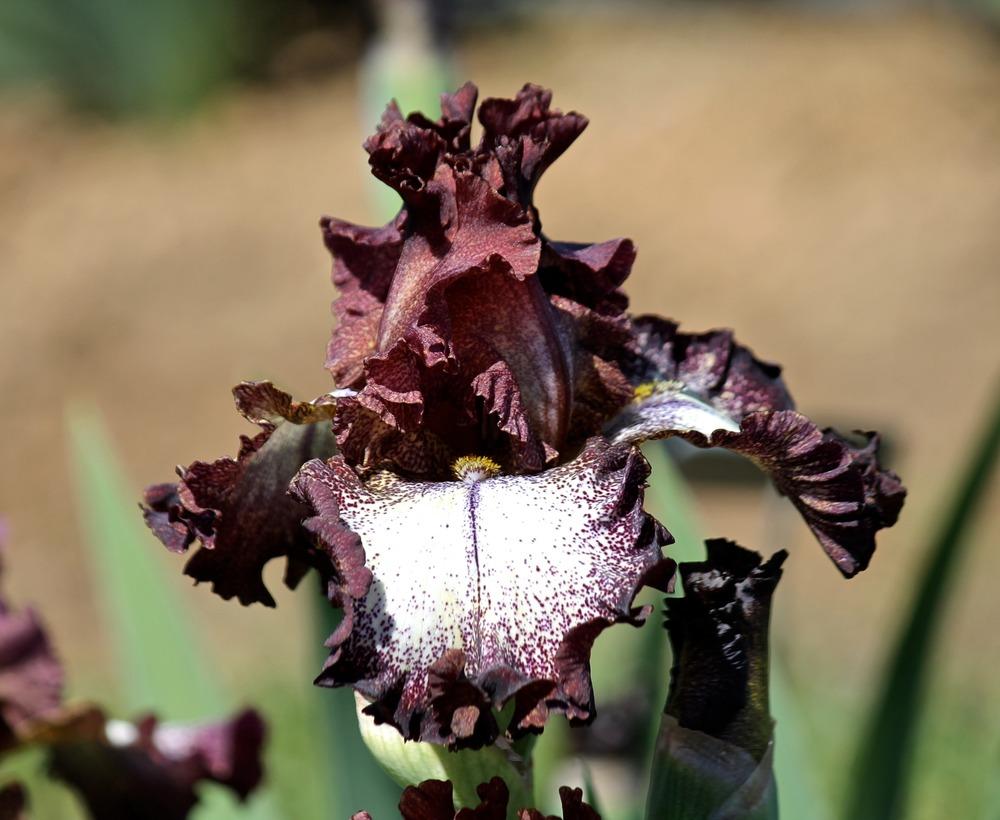 Photo of Tall Bearded Iris (Iris 'Chocolatté') uploaded by ARUBA1334
