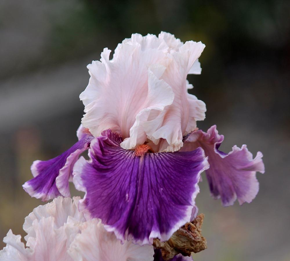 Photo of Tall Bearded Iris (Iris 'Beauty Contest') uploaded by ARUBA1334