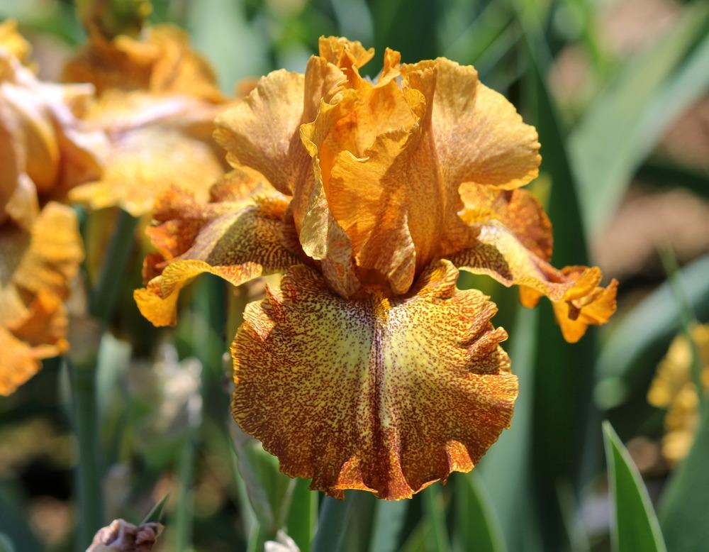 Photo of Tall Bearded Iris (Iris 'Camera Ready') uploaded by ARUBA1334