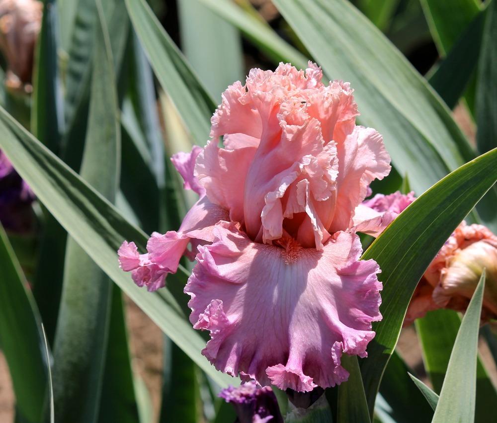 Photo of Tall Bearded Iris (Iris 'Bowled Over') uploaded by ARUBA1334