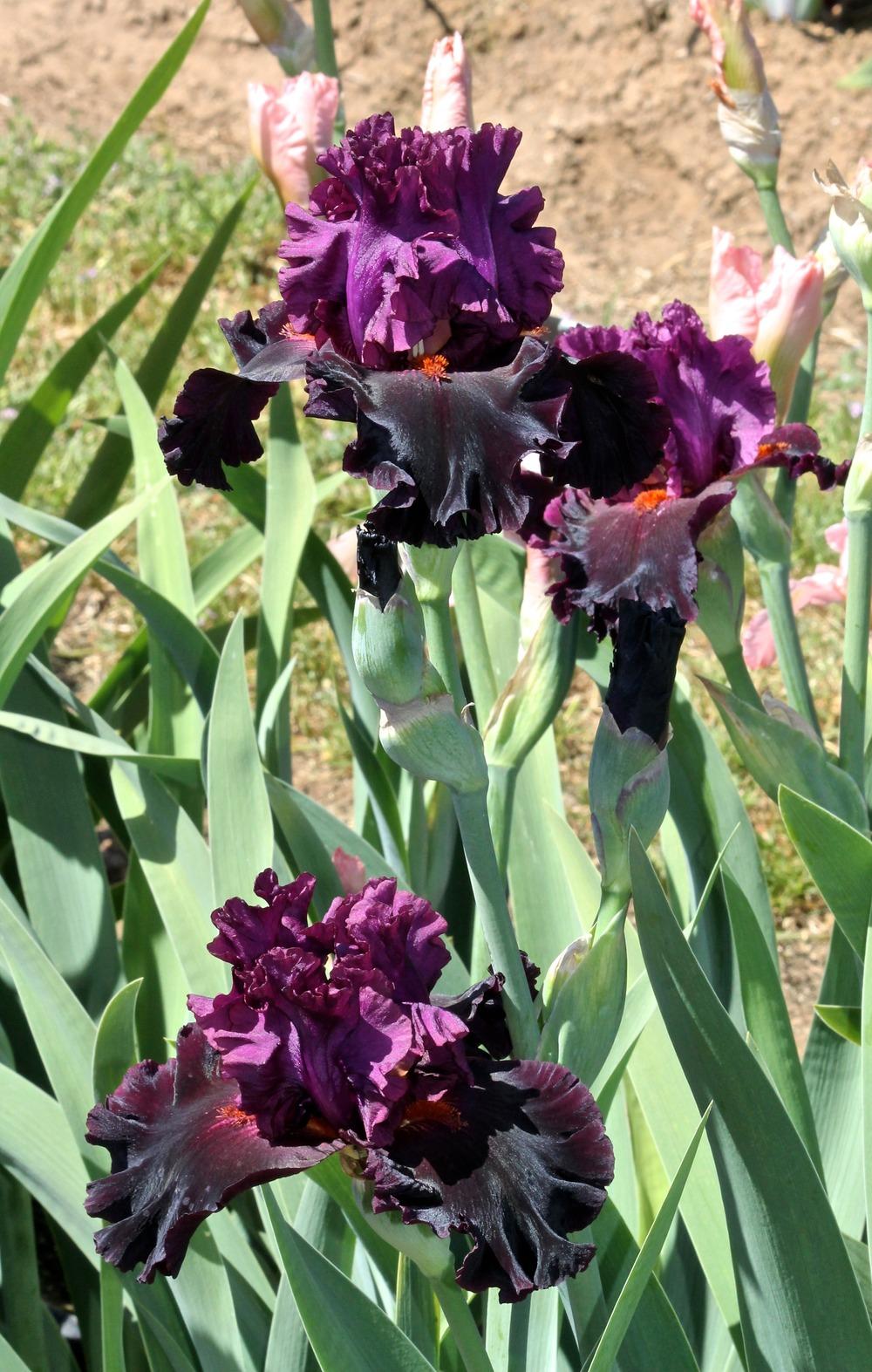 Photo of Tall Bearded Iris (Iris 'Magical Realism') uploaded by ARUBA1334