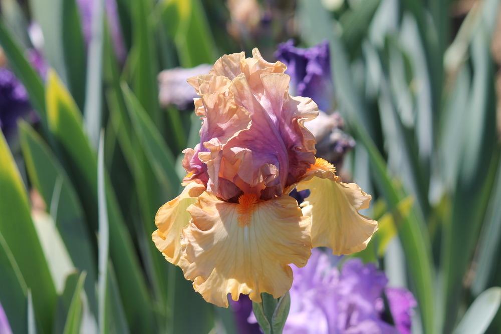 Photo of Tall Bearded Iris (Iris 'Broome Sunset') uploaded by ARUBA1334