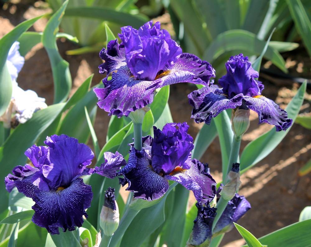 Photo of Tall Bearded Iris (Iris 'Clotho's Web') uploaded by ARUBA1334