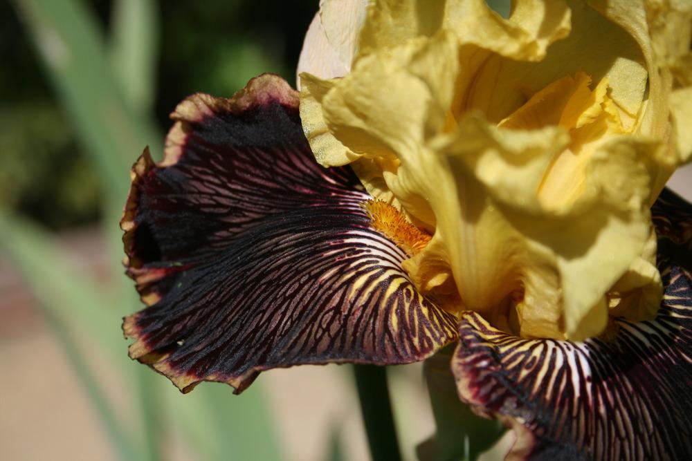 Photo of Tall Bearded Iris (Iris 'Indulgence') uploaded by Calif_Sue