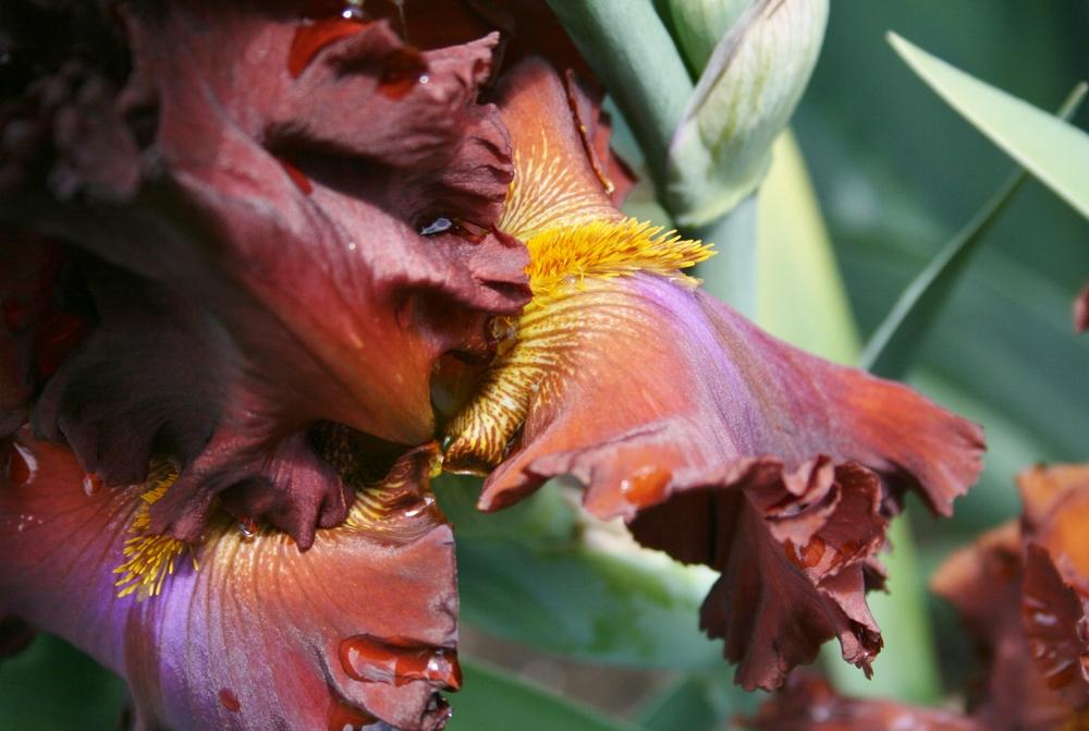 Photo of Tall Bearded Iris (Iris 'Cherokee Blaze') uploaded by Calif_Sue