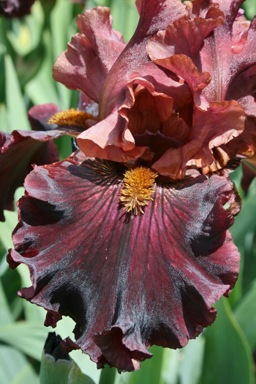 Photo of Tall Bearded Iris (Iris 'Smoky Shadows') uploaded by Calif_Sue