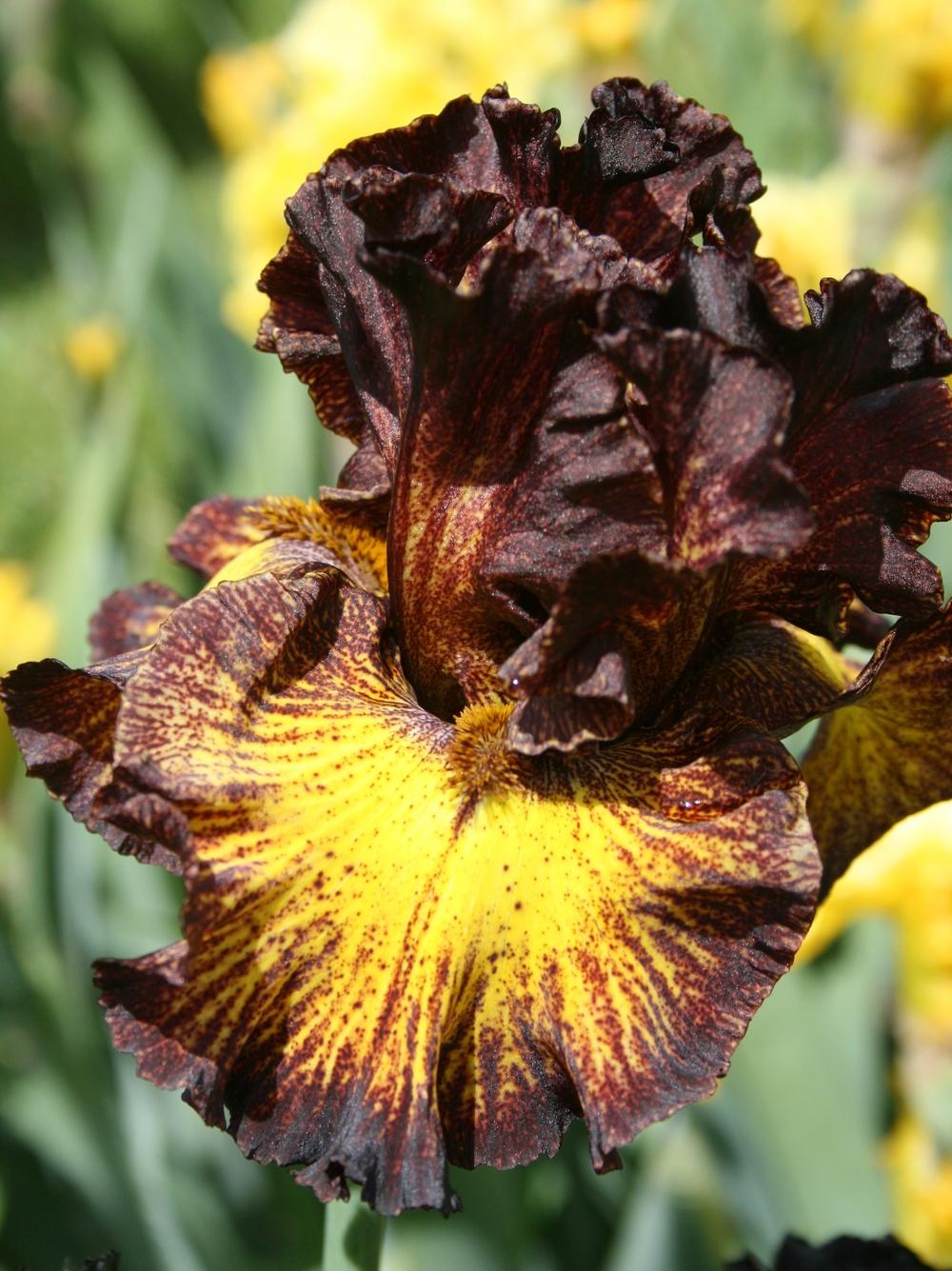 Photo of Tall Bearded Iris (Iris 'Tuscan Summer') uploaded by Calif_Sue