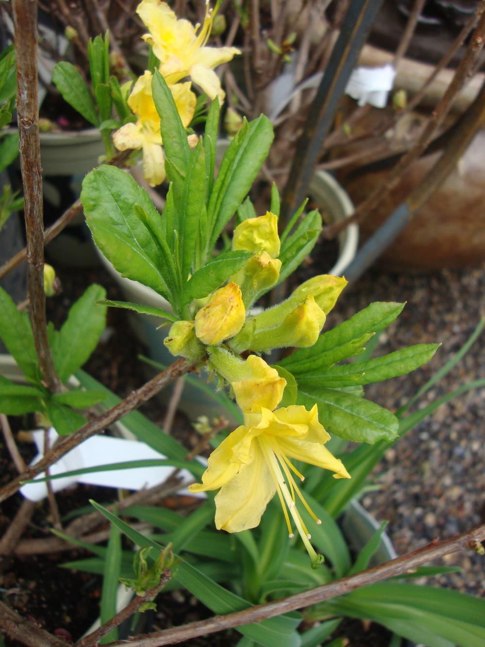 Photo of Azalea (Rhododendron 'Lemon Lights') uploaded by Paul2032