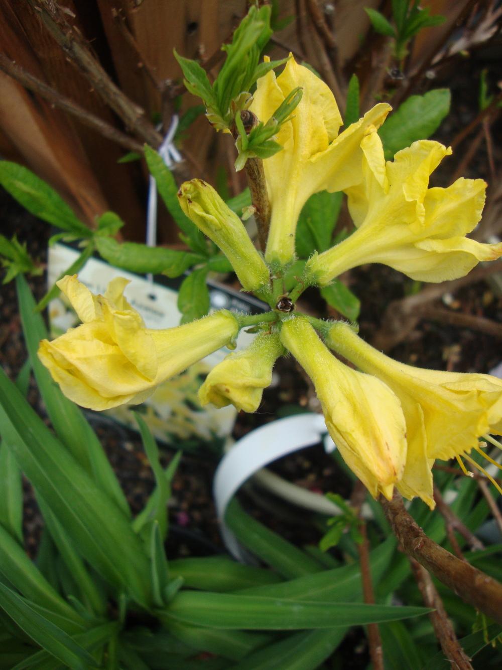 Photo of Azalea (Rhododendron 'Lemon Lights') uploaded by Paul2032