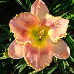 Location: Oak Hills Daylilies, Athens, IL
Photo Courtesy of Oak Hill Daylilies. Used with Permission.