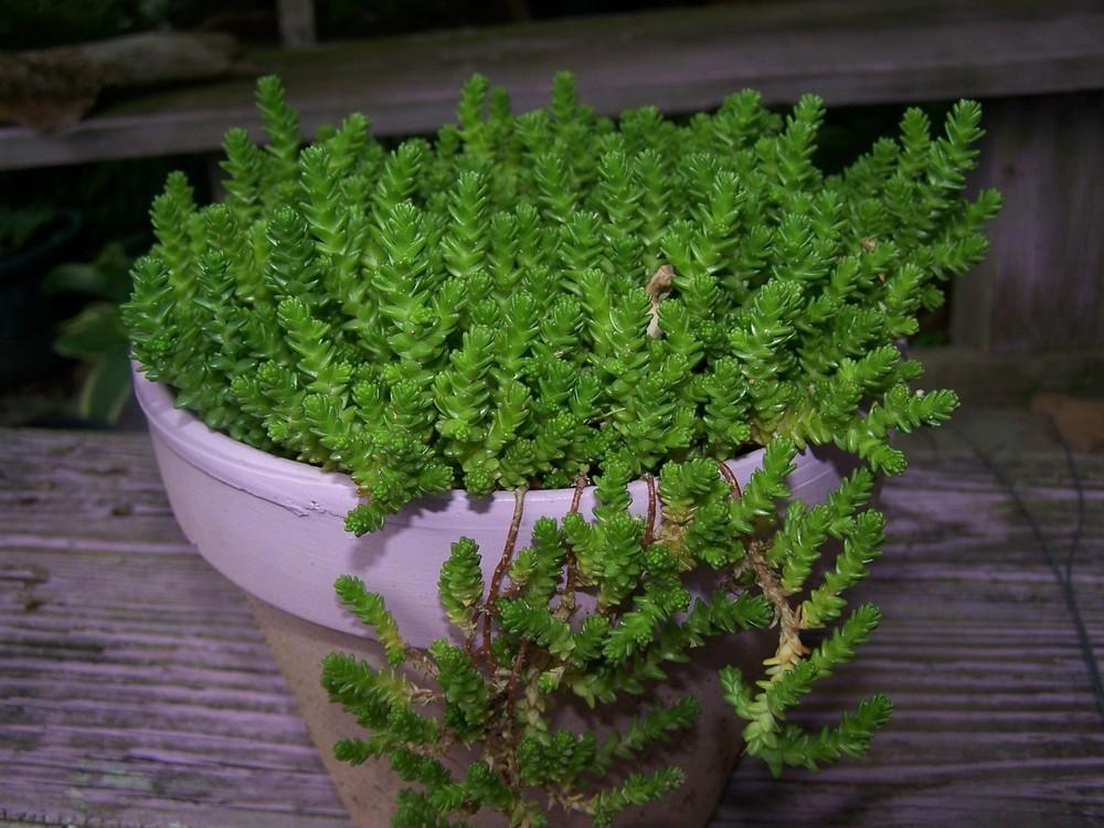 Photo of Goldmoss Stonecrop (Sedum acre) uploaded by chickhill