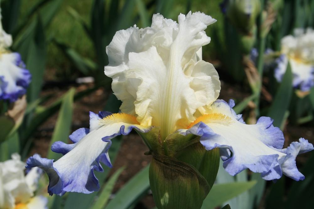 Photo of Tall Bearded Iris (Iris 'Wade Riley') uploaded by Calif_Sue