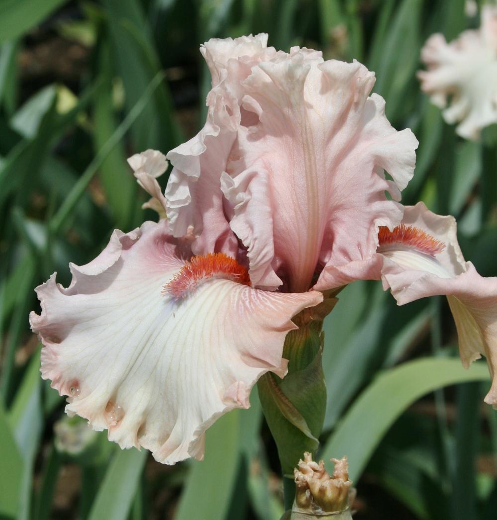 Photo of Tall Bearded Iris (Iris 'Double Platinum') uploaded by Calif_Sue