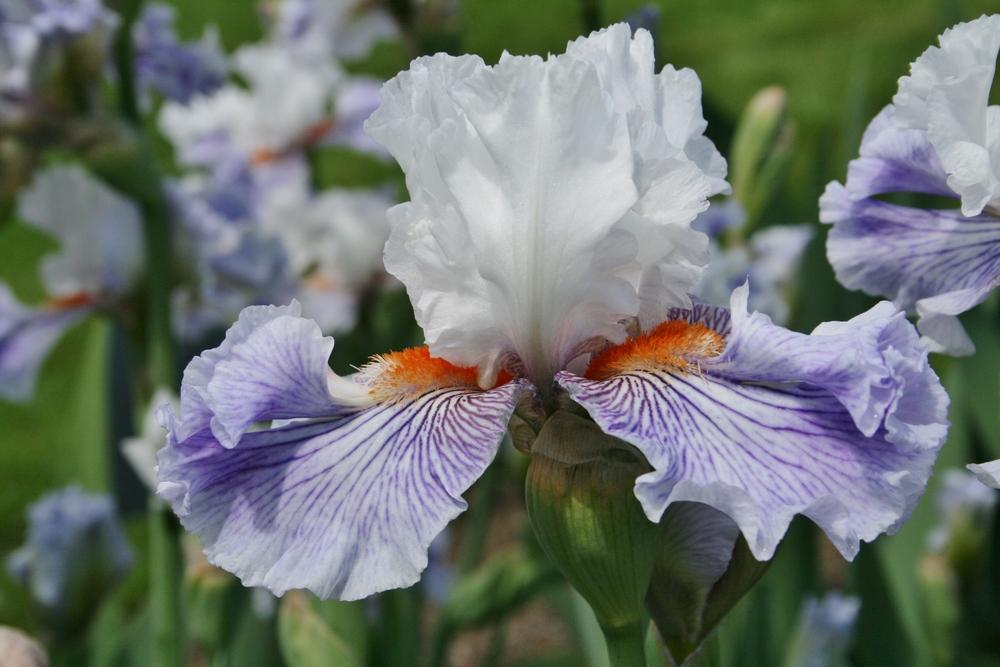 Photo of Tall Bearded Iris (Iris 'Maypearl') uploaded by Calif_Sue