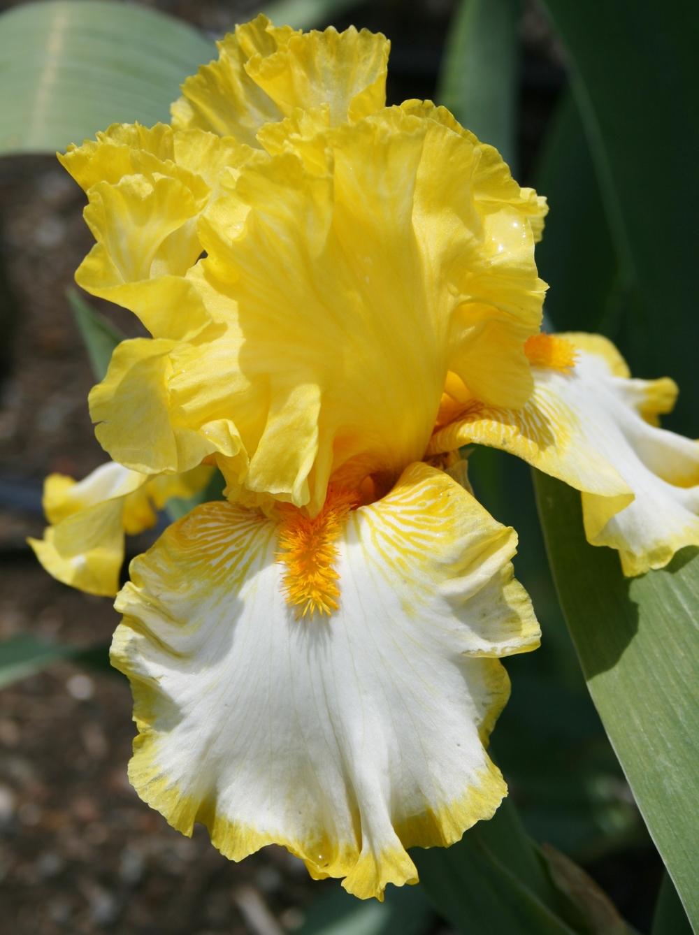 Photo of Tall Bearded Iris (Iris 'Sunrise Elegy') uploaded by Calif_Sue
