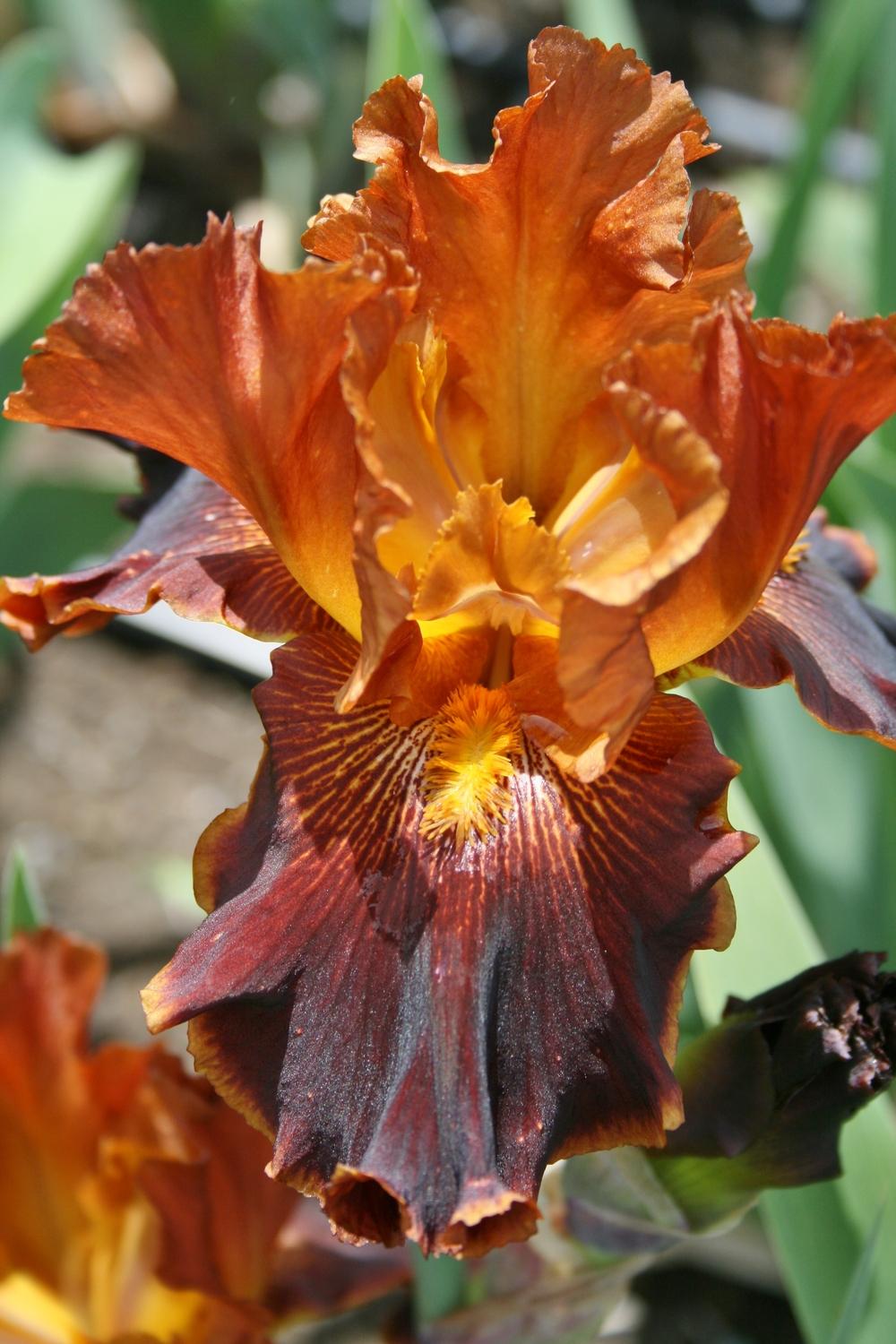 Photo of Tall Bearded Iris (Iris 'Cajun Cooking') uploaded by Calif_Sue