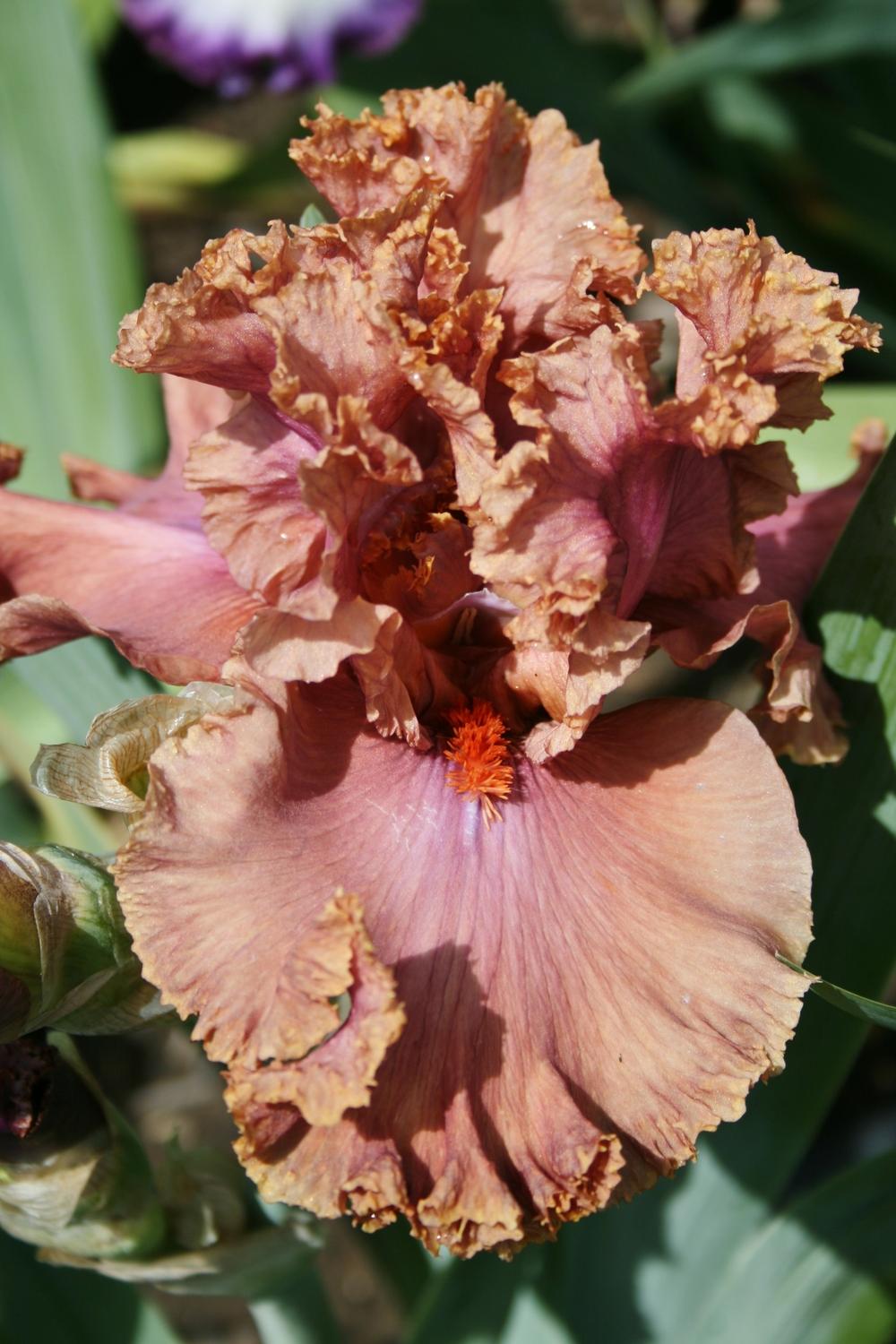 Photo of Tall Bearded Iris (Iris 'Copper Clouds') uploaded by Calif_Sue