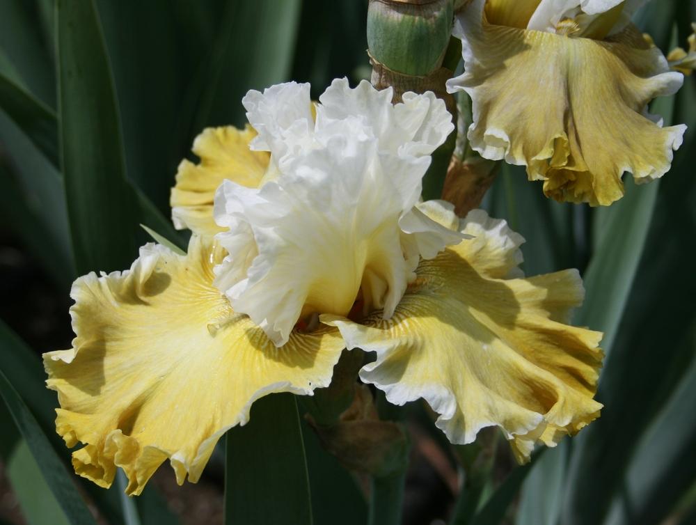Photo of Tall Bearded Iris (Iris 'Going Green') uploaded by Calif_Sue