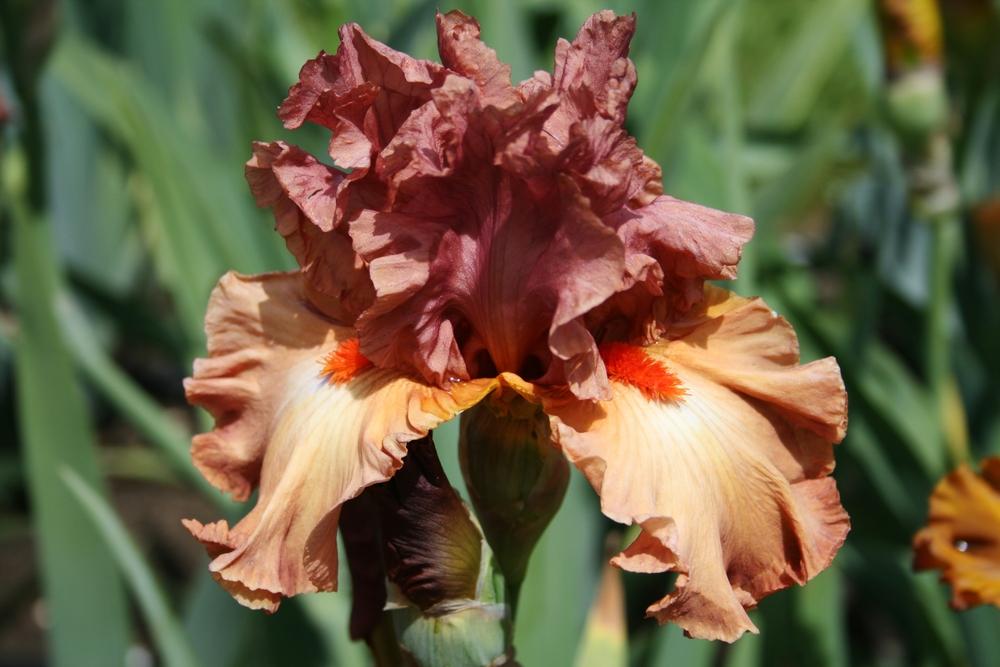 Photo of Tall Bearded Iris (Iris 'Safari Sunset') uploaded by Calif_Sue