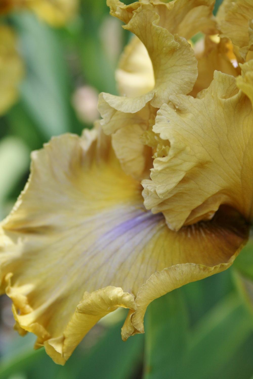Photo of Tall Bearded Iris (Iris 'Bamboo Shadows') uploaded by Calif_Sue