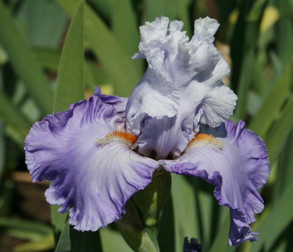 Photo of Tall Bearded Iris (Iris 'Babylon Queen') uploaded by Calif_Sue