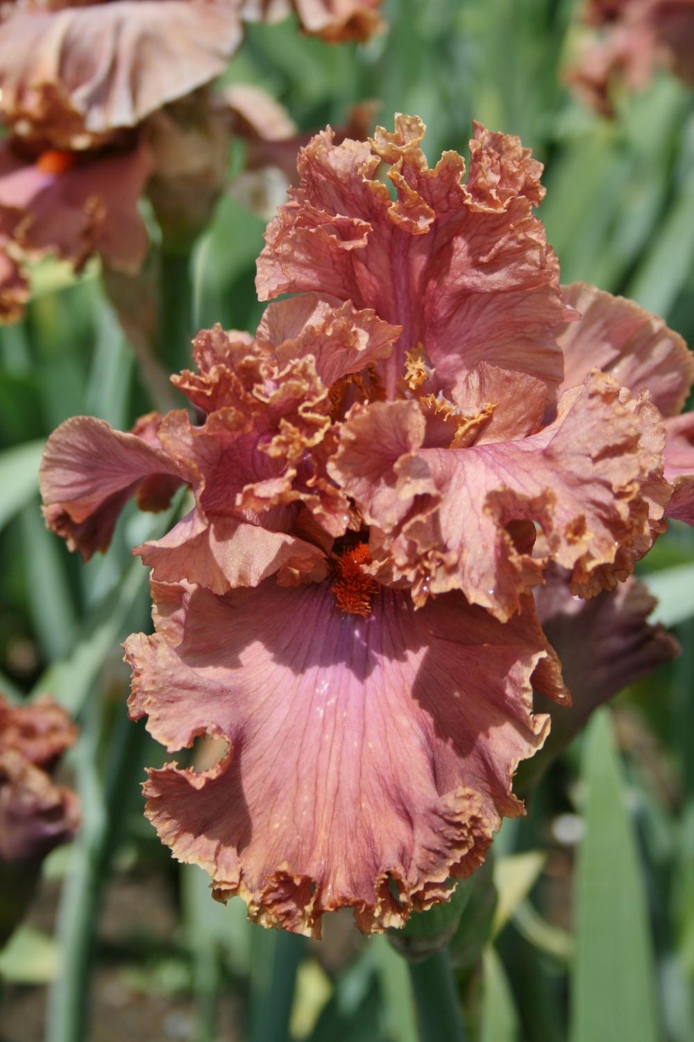 Photo of Tall Bearded Iris (Iris 'Copper Clouds') uploaded by Calif_Sue