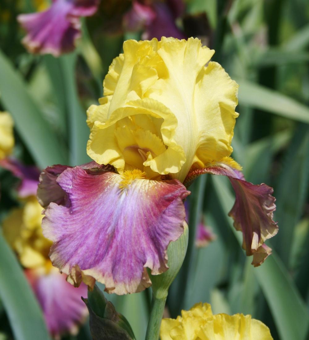 Photo of Tall Bearded Iris (Iris 'Flying Carpet') uploaded by Calif_Sue