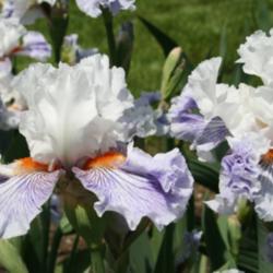 Location: At Napa Iris Gardens
Date: 2014-04-26