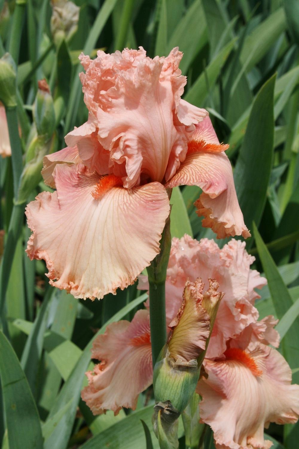 Photo of Tall Bearded Iris (Iris 'Augustine') uploaded by Calif_Sue