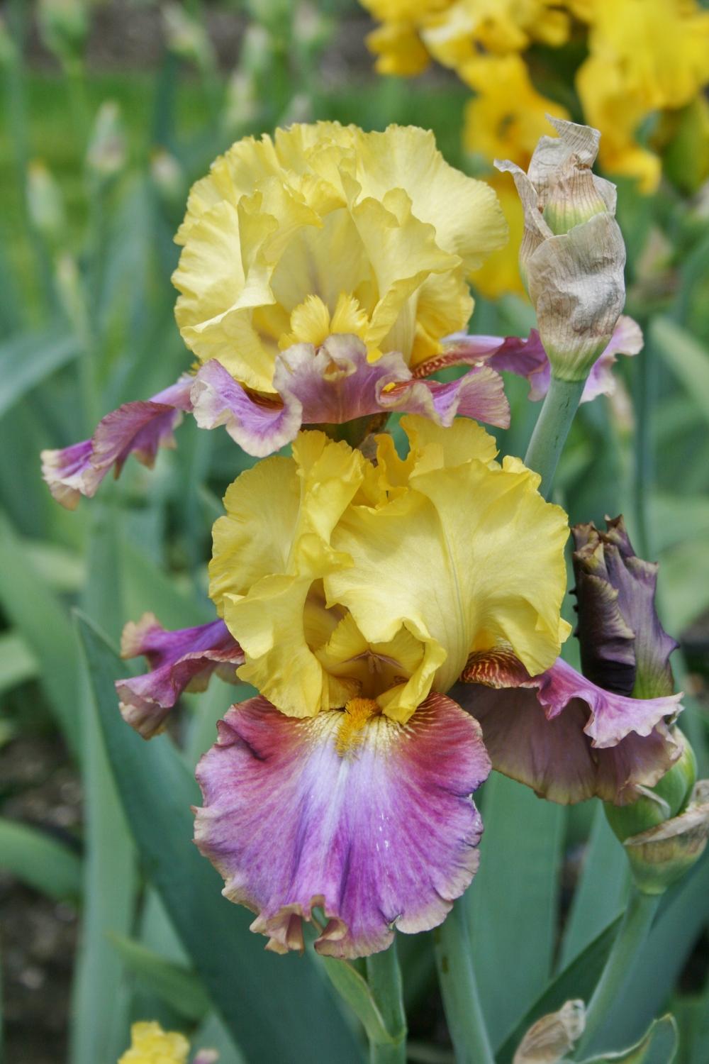 Photo of Tall Bearded Iris (Iris 'Flying Carpet') uploaded by Calif_Sue