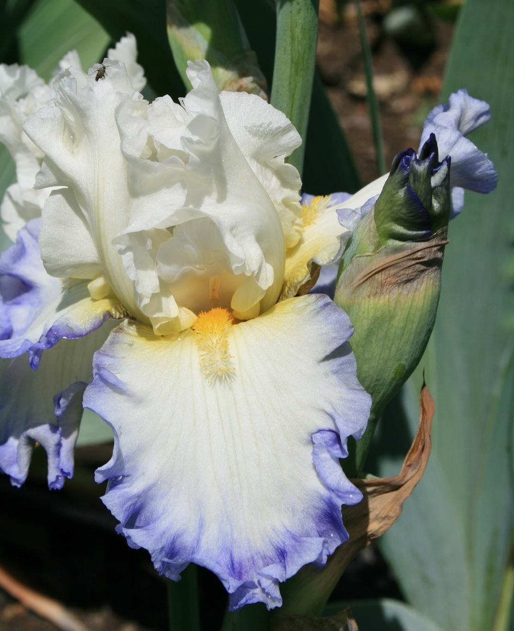 Photo of Tall Bearded Iris (Iris 'Wade Riley') uploaded by Calif_Sue