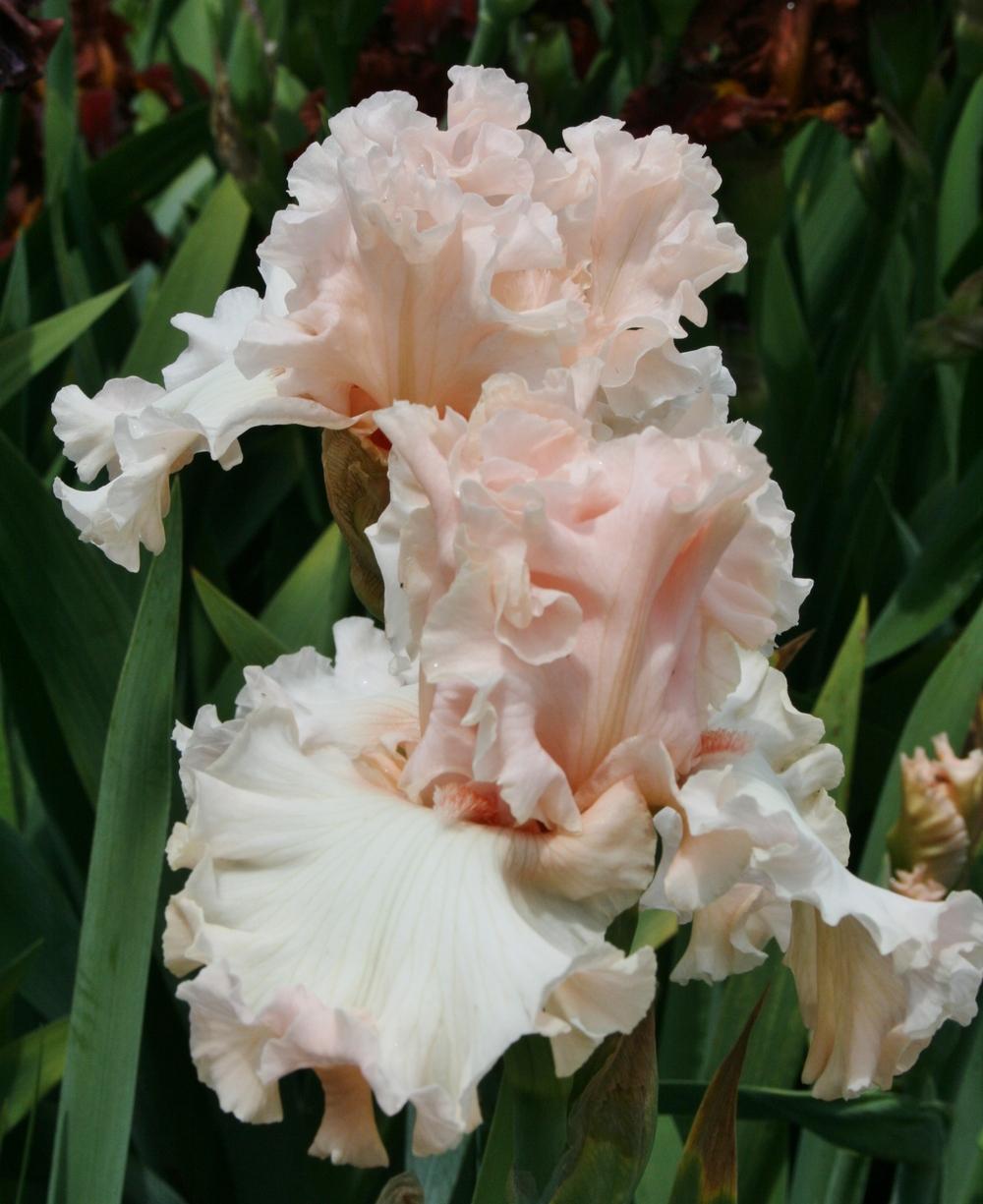 Photo of Tall Bearded Iris (Iris 'Magical') uploaded by Calif_Sue