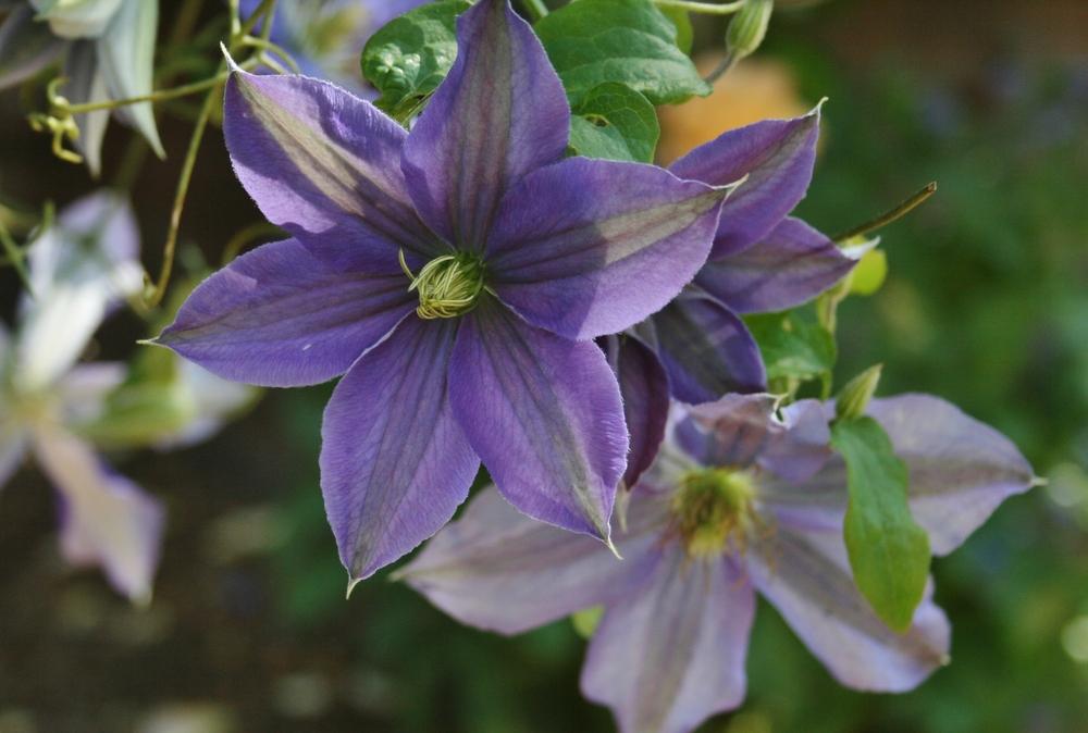 Photo of Clematis 'Rhapsody' uploaded by Calif_Sue