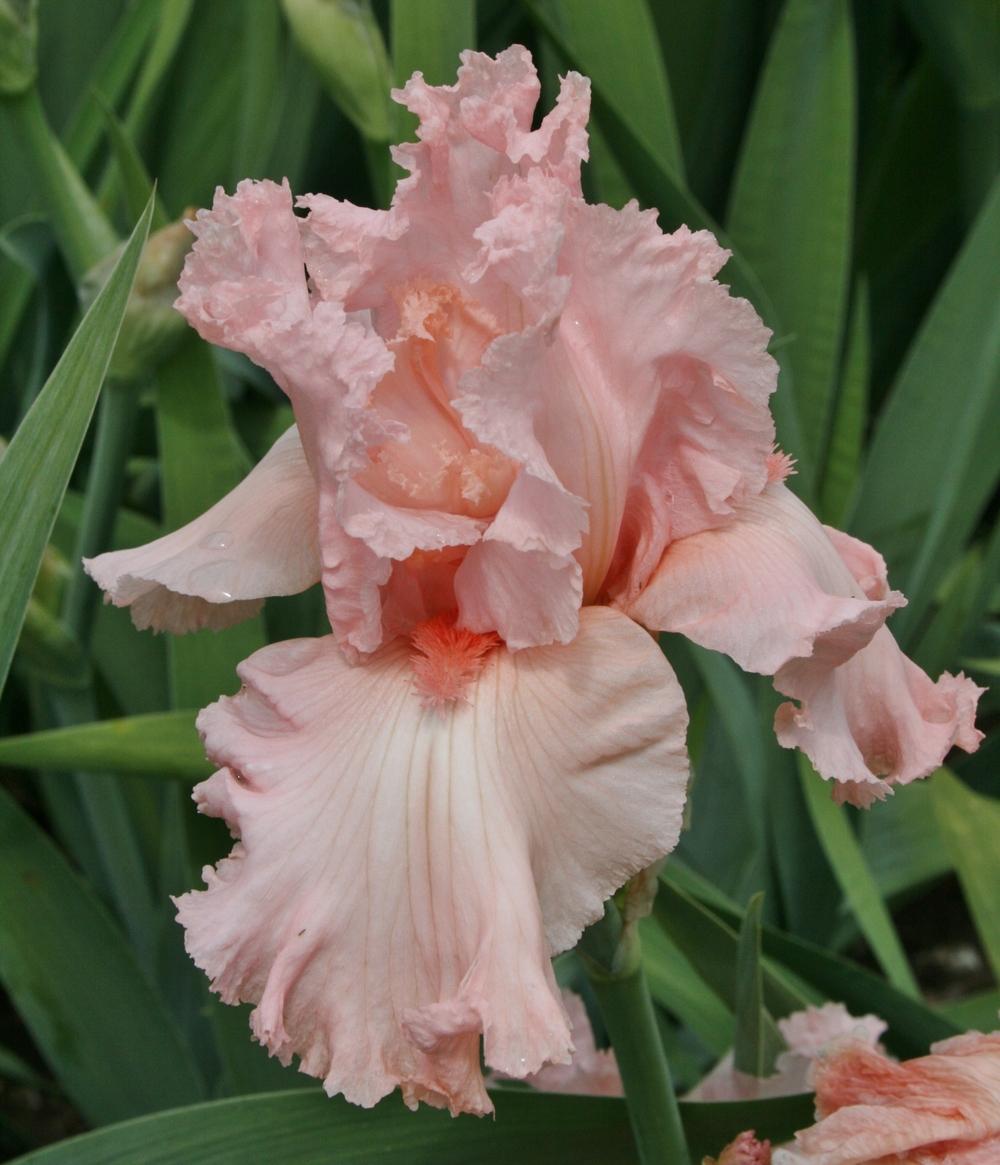Photo of Tall Bearded Iris (Iris 'Happenstance') uploaded by Calif_Sue