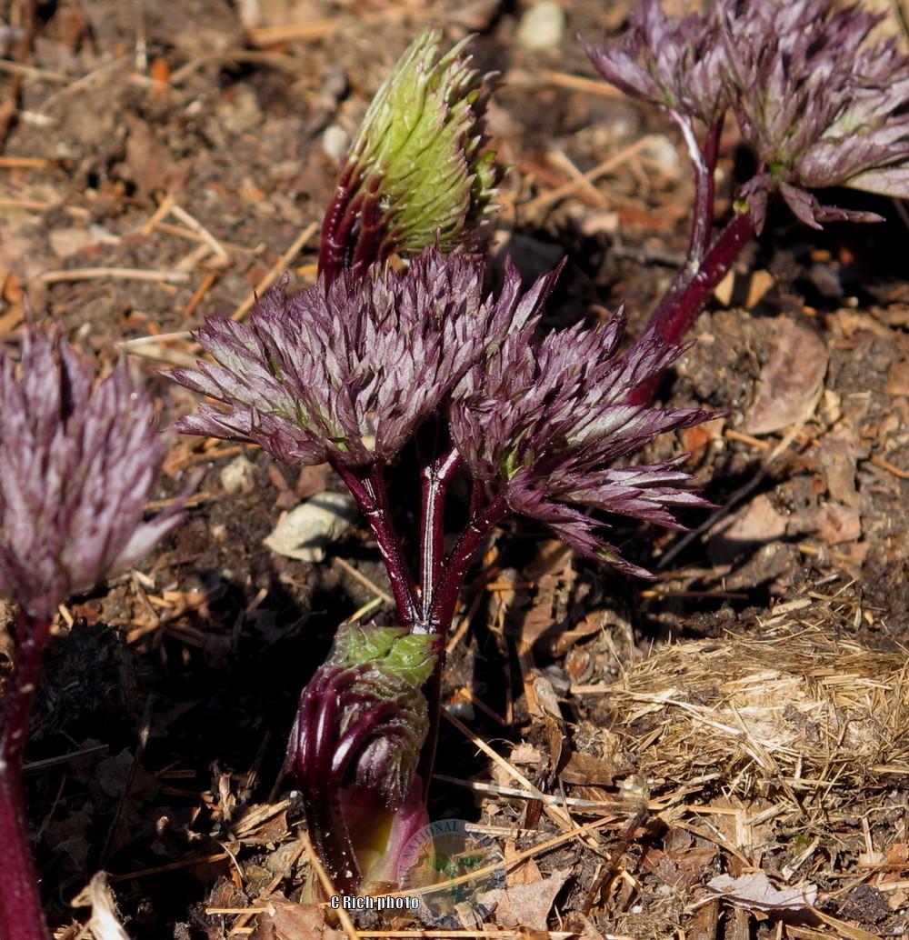 Photo of Bugbane (Actaea simplex 'Hillside Black Beauty') uploaded by Char