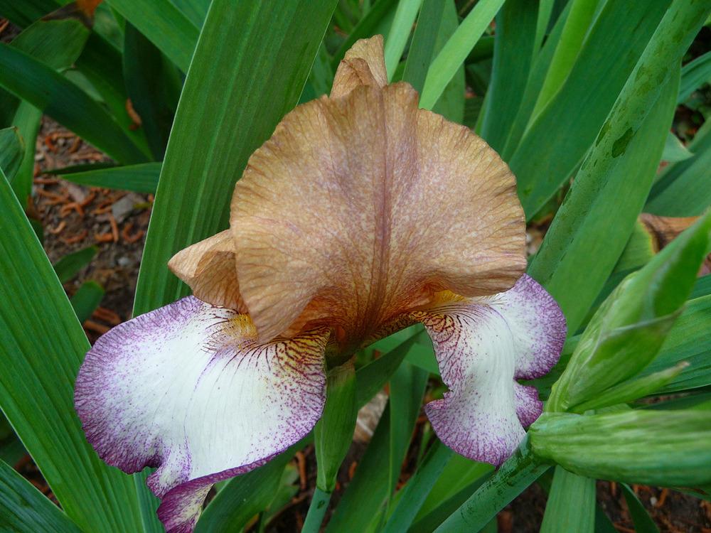 Photo of Tall Bearded Iris (Iris 'Las Vegas') uploaded by Lestv