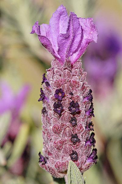 Photo of Spanish Lavender (Lavandula stoechas) uploaded by SongofJoy