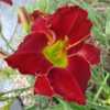 Photo Courtesy of Johnson Daylily Gardens. Used with Permission.