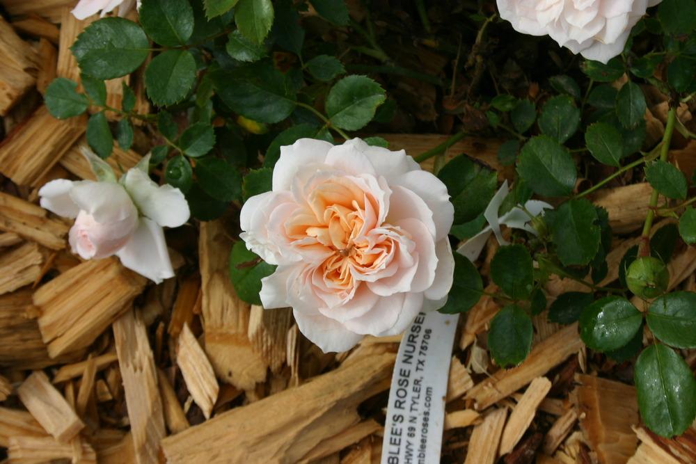 Photo of Rose (Rosa 'Garden of Roses') uploaded by jon