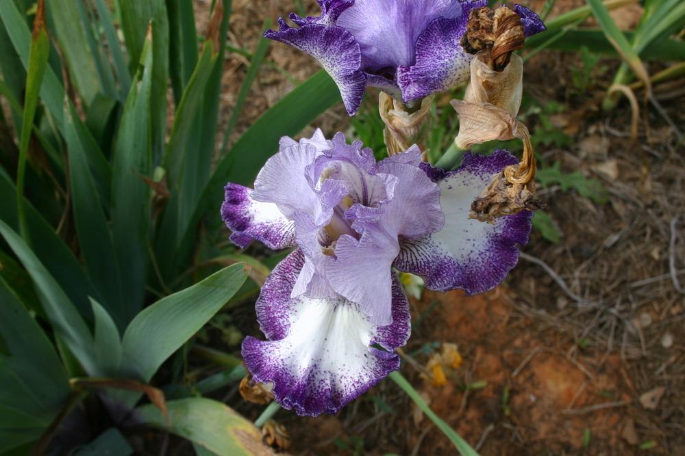 Photo of Tall Bearded Iris (Iris 'Broadband') uploaded by jon