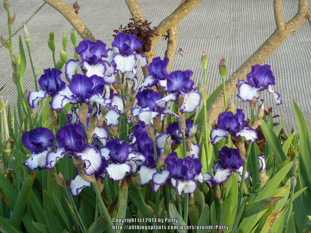 Photo of Tall Bearded Iris (Iris 'Art Deco') uploaded by Patty