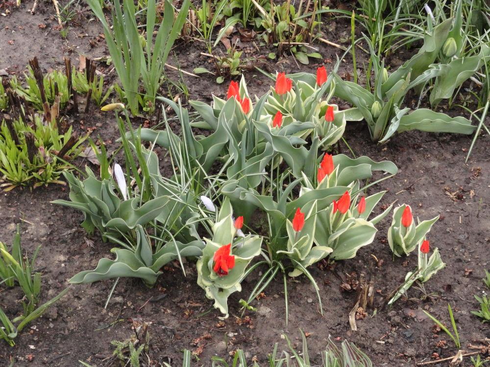 Photo of Species Tulip (Tulipa praestans 'Unicum') uploaded by SunnyBorders