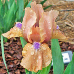 Location: My Gardens
Date: April 24, 2006
Close Up View In Light Rain