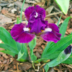Location: My Gardens
Date: April 29, 2006
Striking Color On A Small Iris!