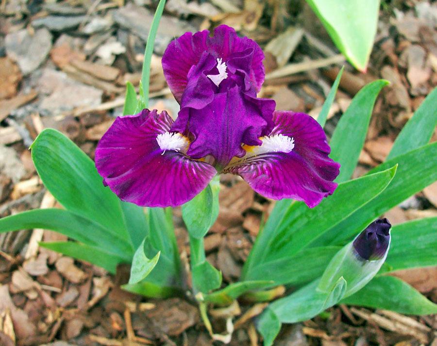 Photo of Miniature Dwarf Bearded Iris (Iris 'Wise') uploaded by TBGDN