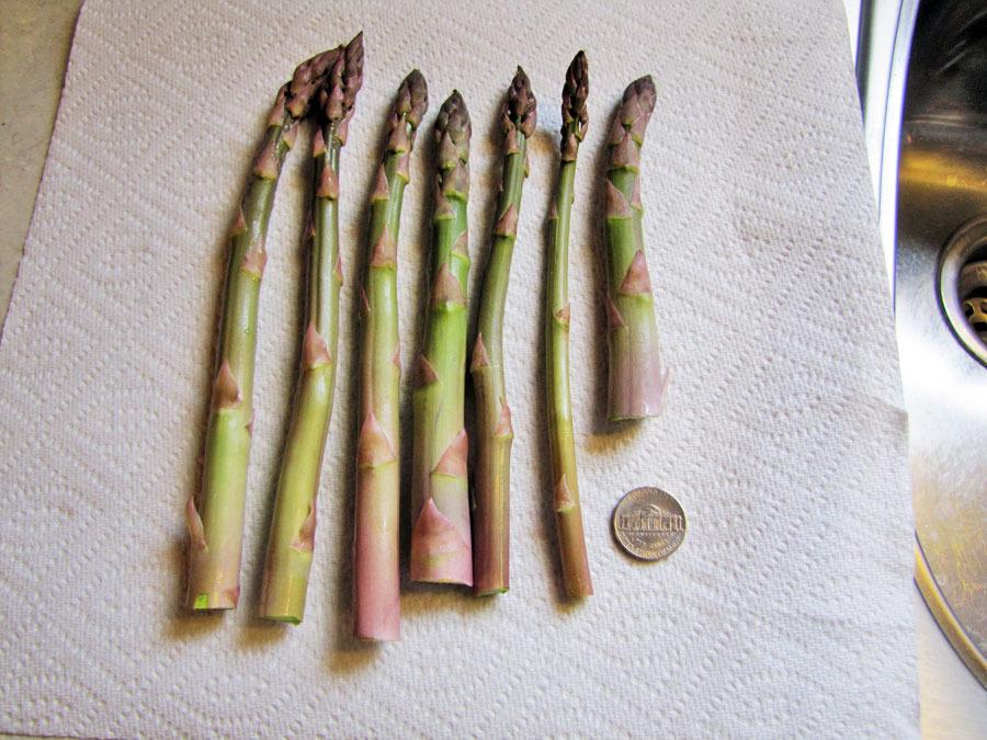 Photo of Asparagus (Asparagus officinalis) uploaded by TBGDN