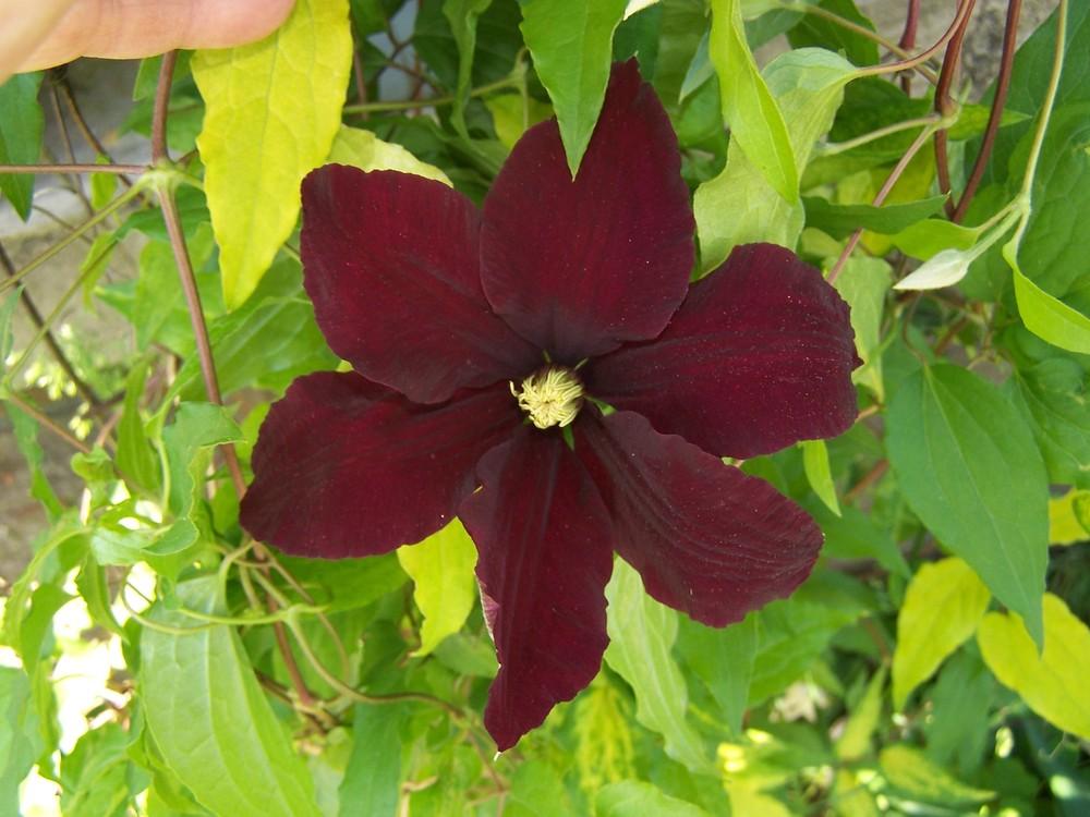 Photo of Clematis 'Niobe' uploaded by chickhill
