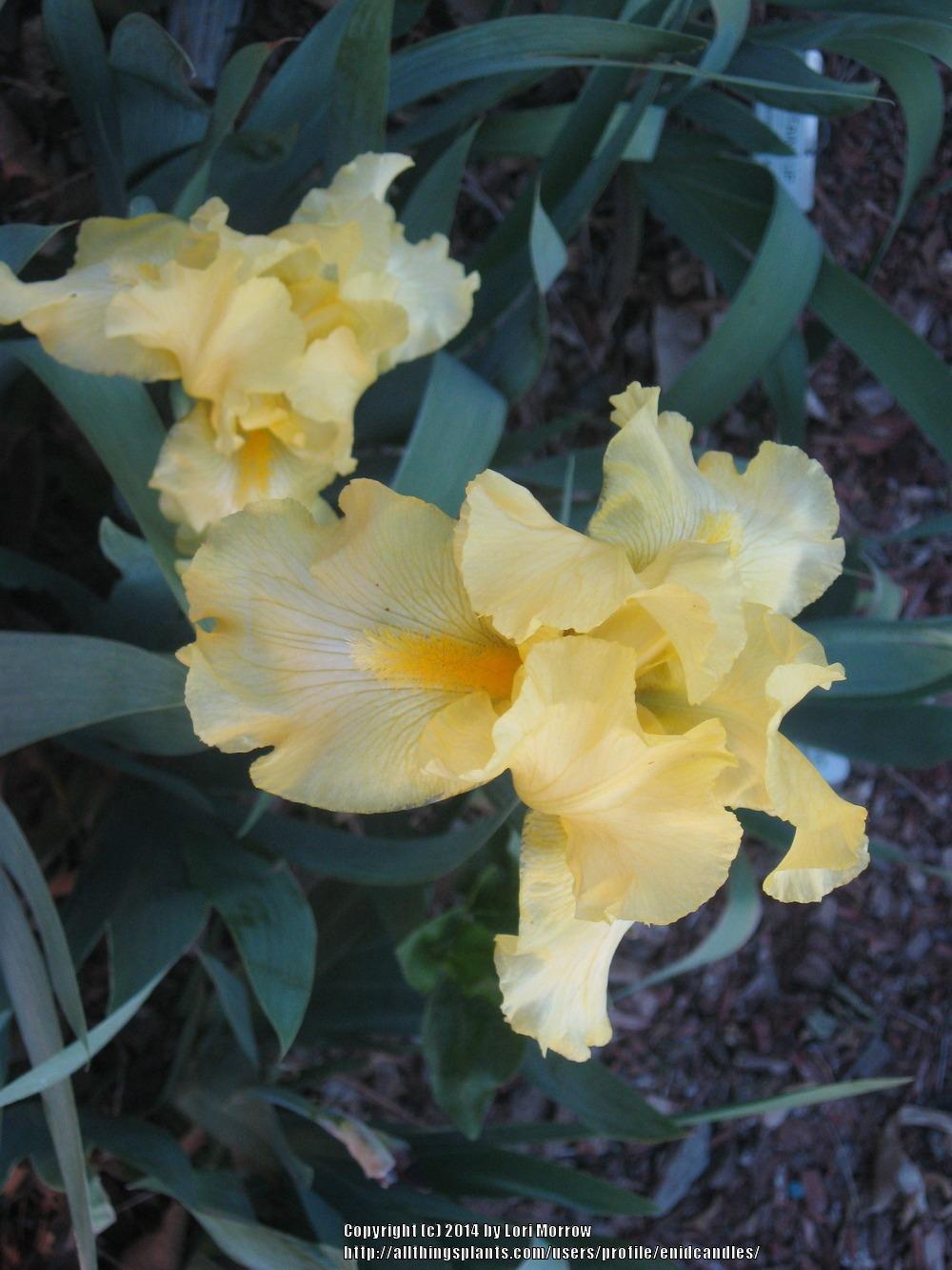 Photo of Tall Bearded Iris (Iris 'Harvest of Memories') uploaded by enidcandles
