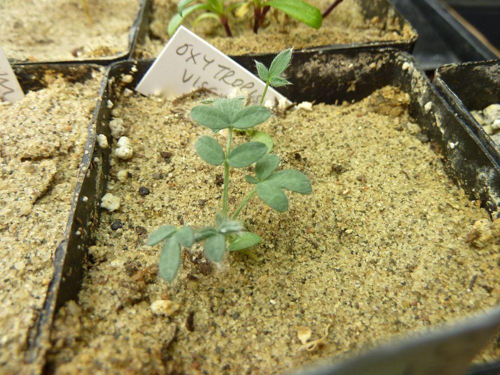 Photo of Sticky Crazyweed (Oxytropis viscida) uploaded by growitall